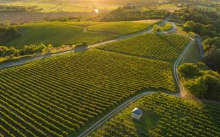 Vignes sur la corniche